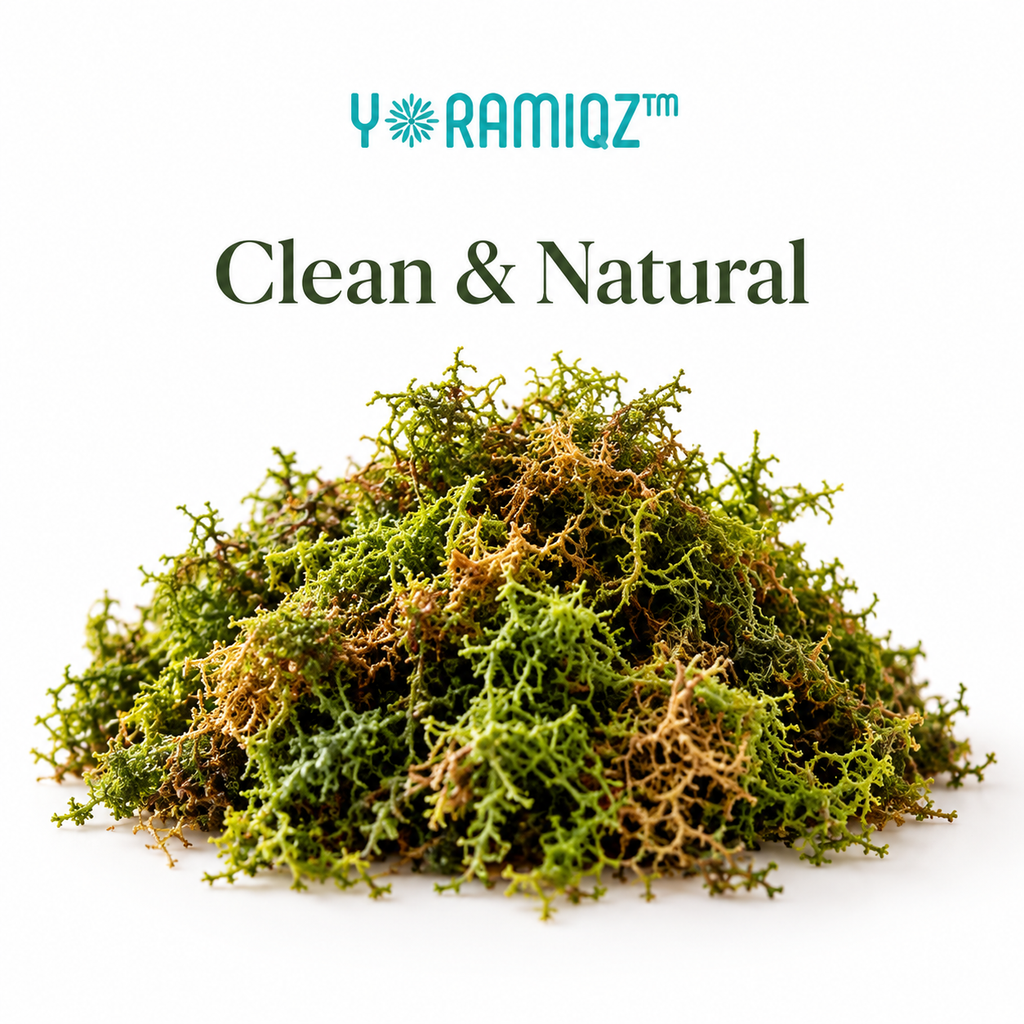 Yoramiqz™ Moss Halo – Decorative Moss Top Dressing for Indoor Planters, Terrariums, Bonsai, Orchids & Houseplant Styling