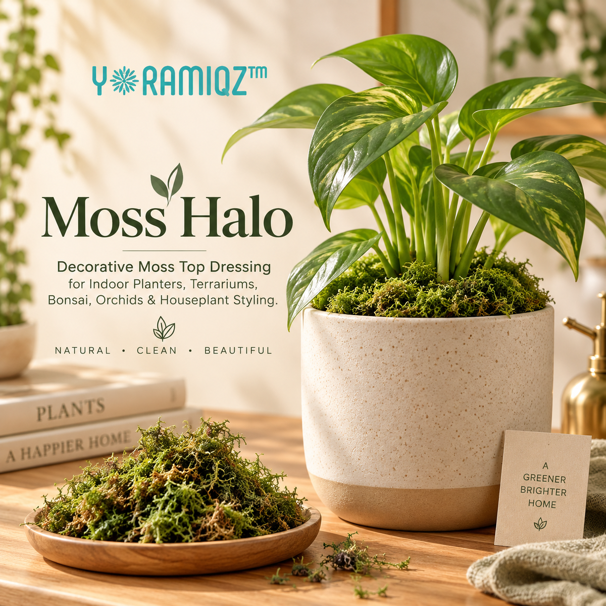Yoramiqz™ Moss Halo – Decorative Moss Top Dressing for Indoor Planters, Terrariums, Bonsai, Orchids & Houseplant Styling
