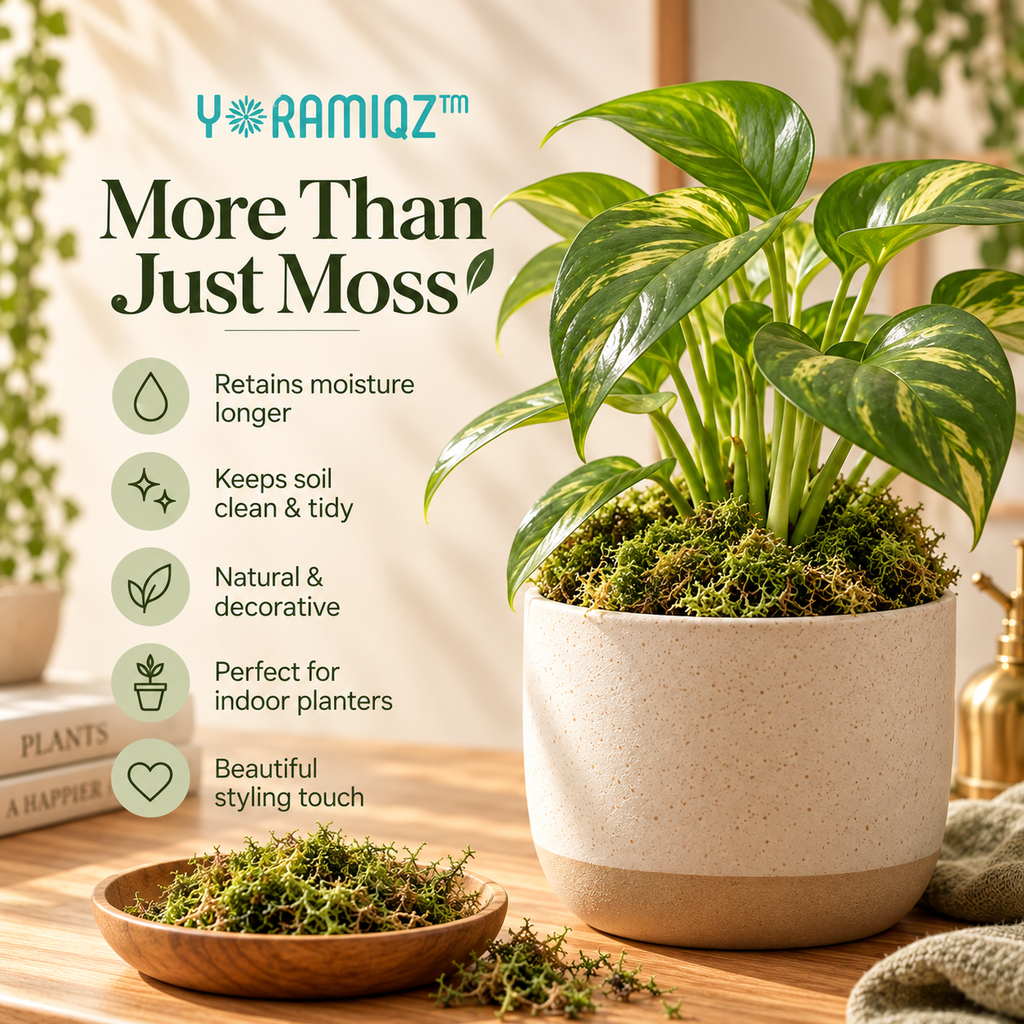 Yoramiqz™ Moss Halo – Decorative Moss Top Dressing for Indoor Planters, Terrariums, Bonsai, Orchids & Houseplant Styling